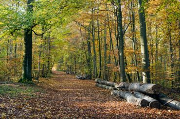 Prévention du risque d’incendie de forêt et de végétaux